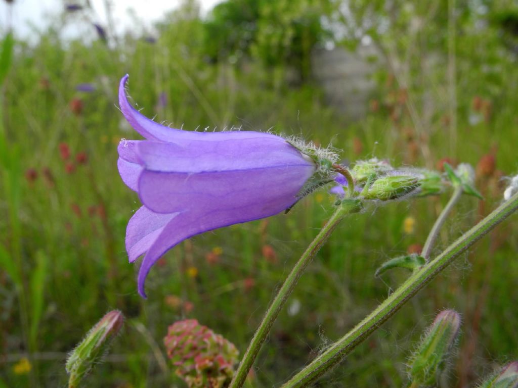 Quale Campanula?  Campanula sibirica