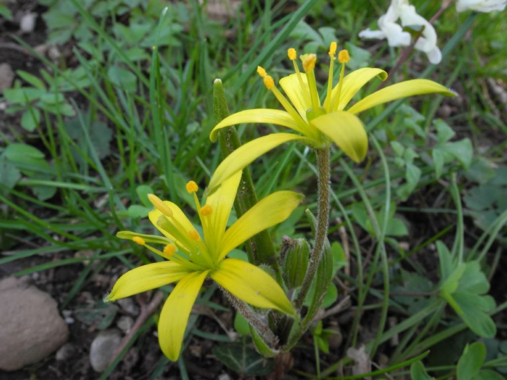 Gagea villosa (Liliaceae)