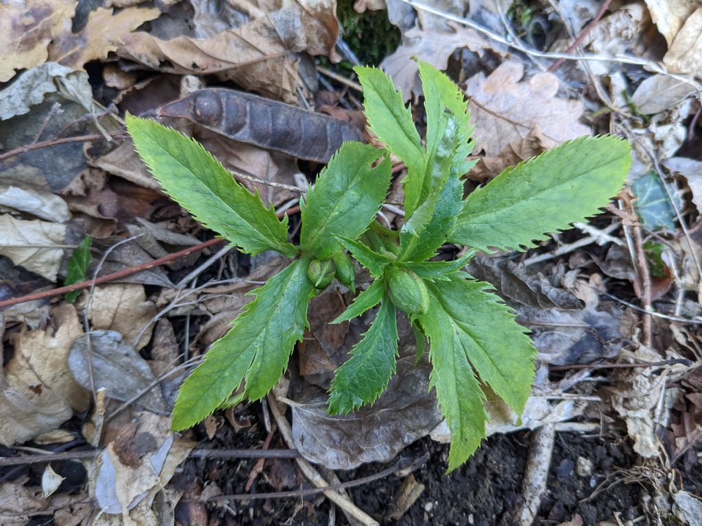 Helleborus...viridis