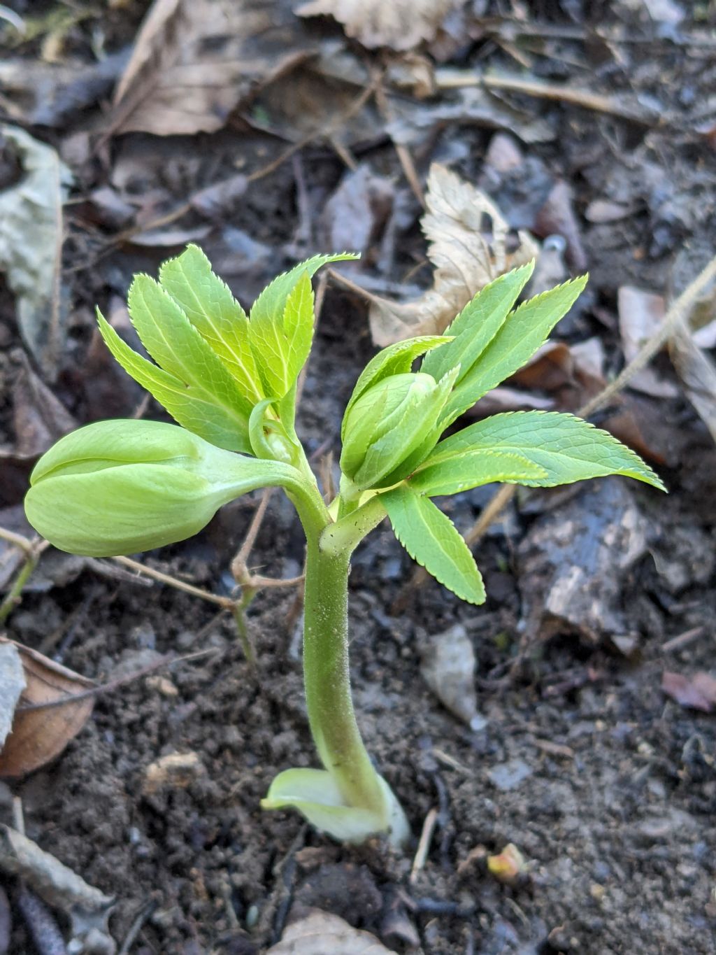 Helleborus...viridis