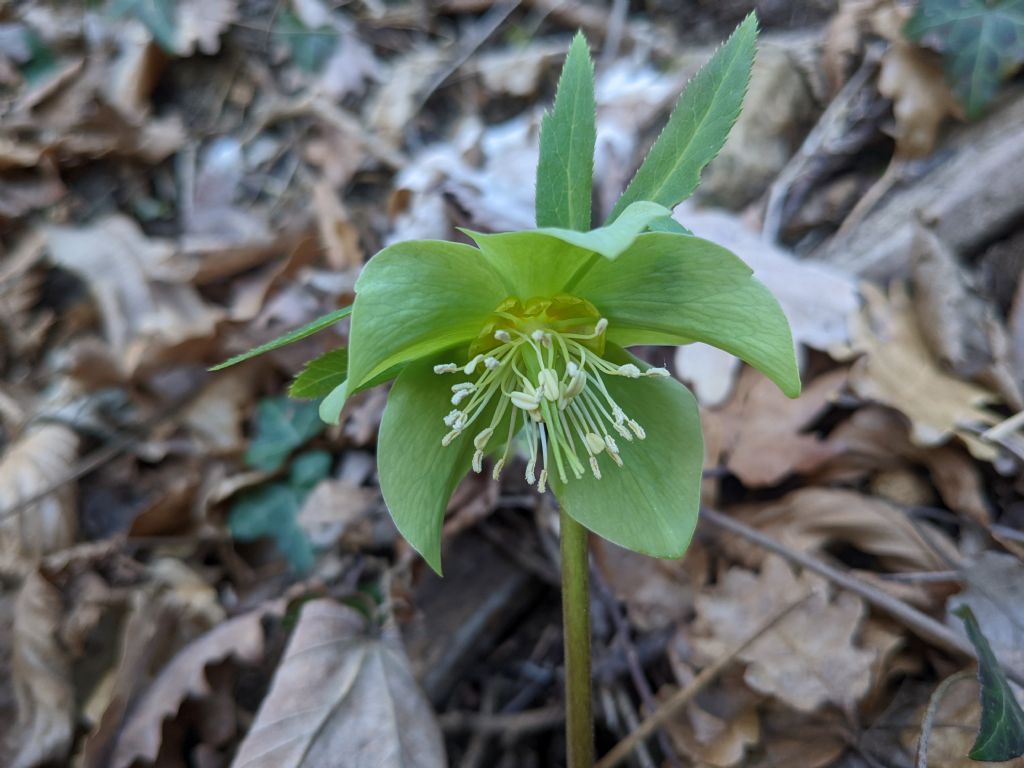 Helleborus...viridis