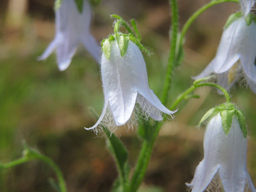 Campanula barbata, bianca