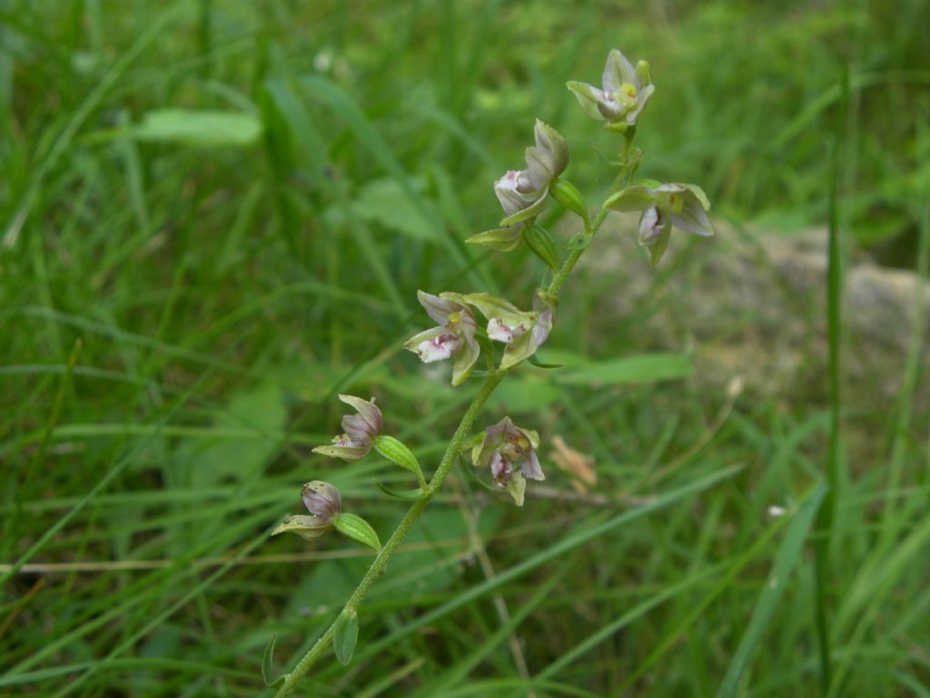 Epipactis helleborine subsp. moratoria?