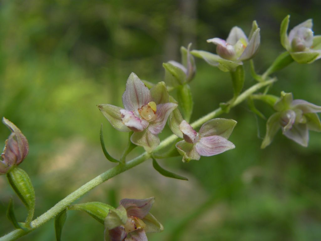 Epipactis helleborine subsp. moratoria?