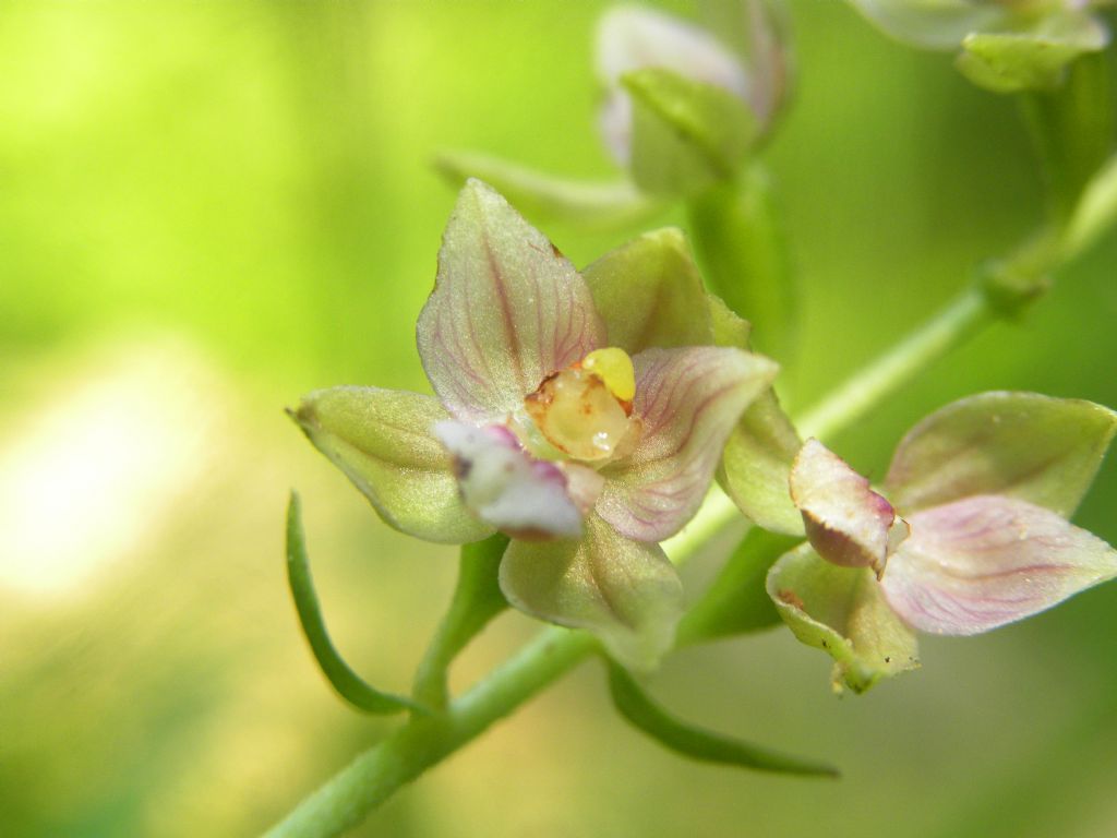 Epipactis helleborine subsp. moratoria?