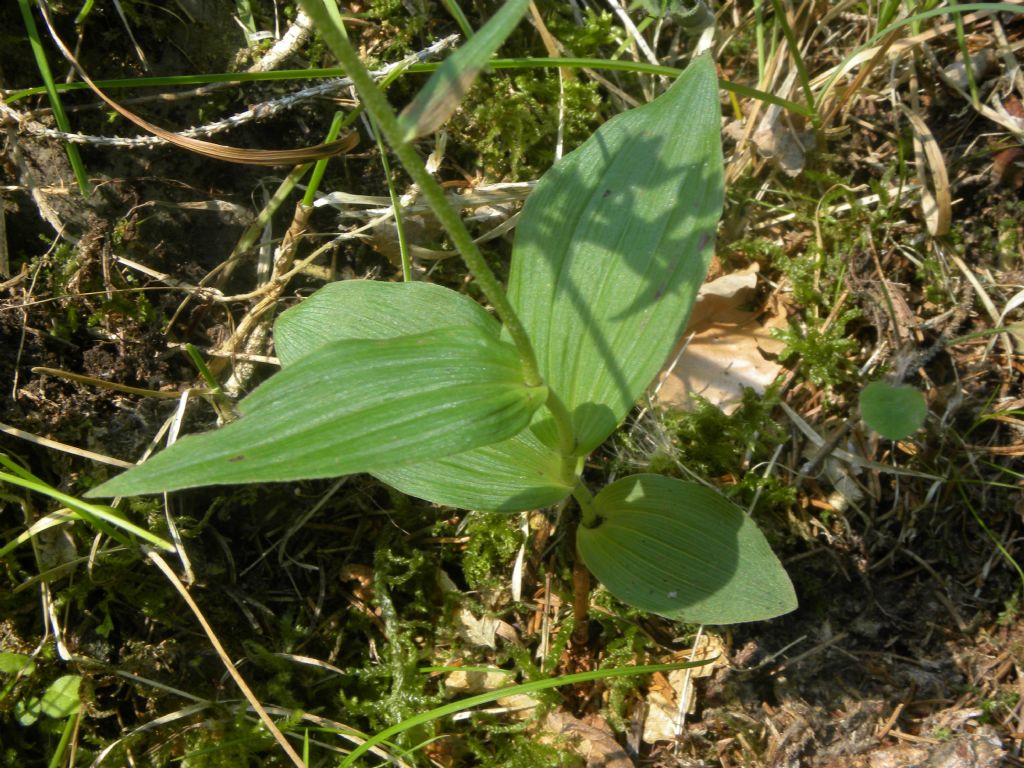 Epipactis helleborine subsp. moratoria?