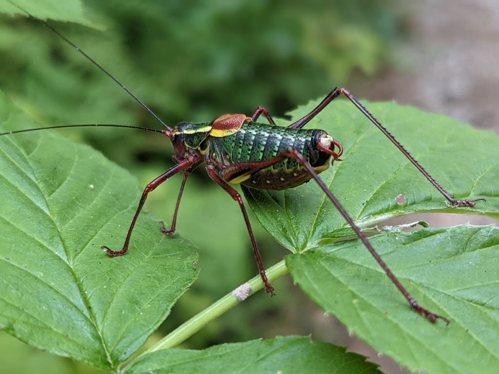 Qualche indicazione?  Barbitistes serricacauda