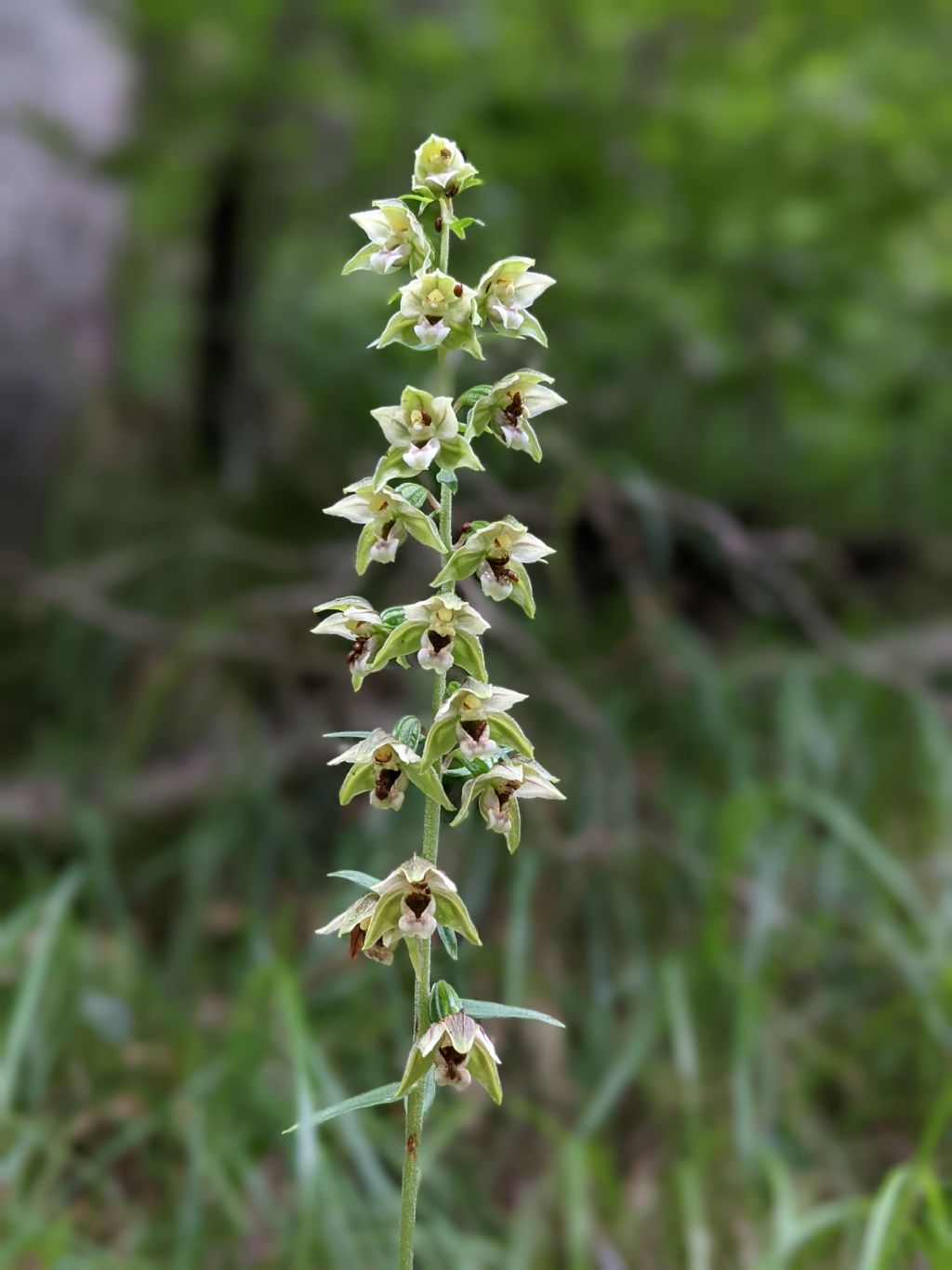 Epipactis helleborine subsp. moratoria?