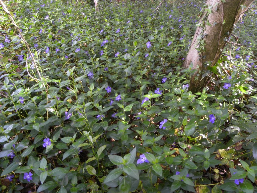 Vinca minor (Apocynaceae)