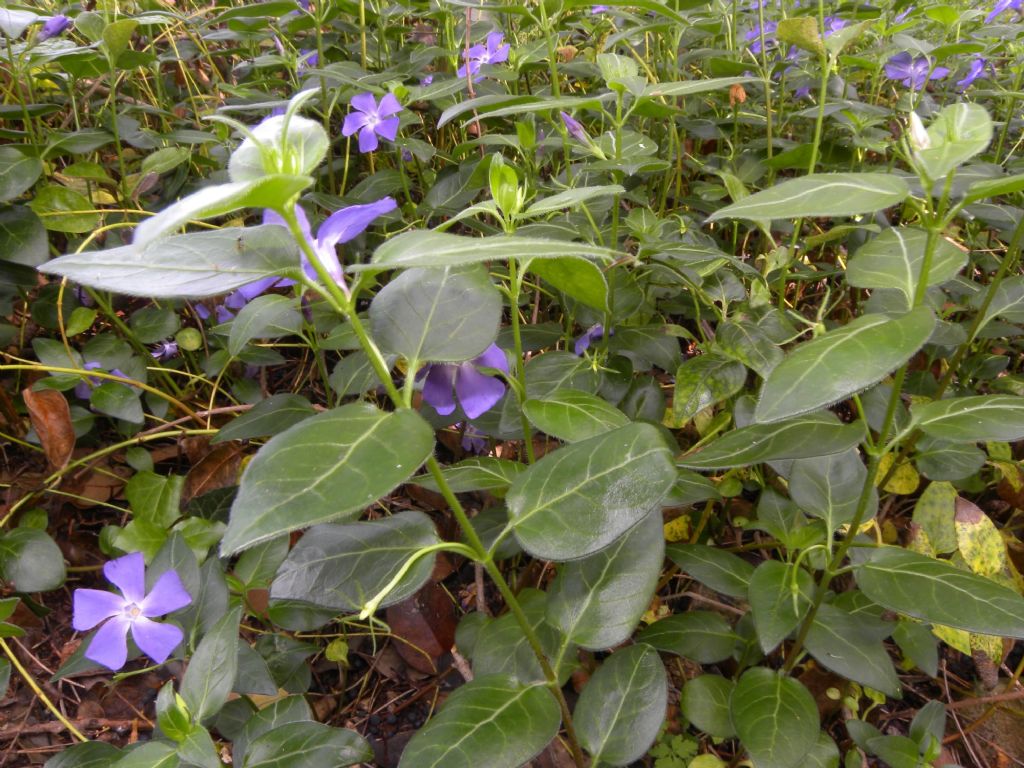 Vinca minor (Apocynaceae)