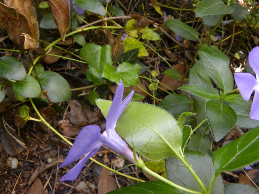 Vinca minor (Apocynaceae)