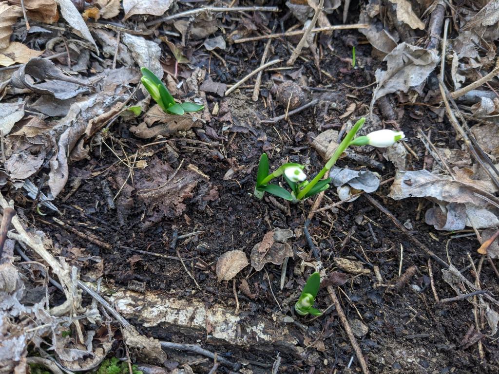 Galanthus nivalis o Leucojum vernum?