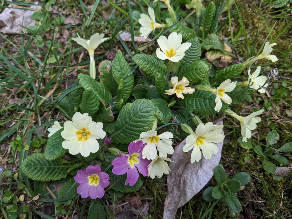 Primula vulgaris ssp rubra