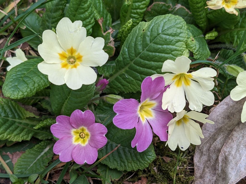 Primula vulgaris ssp rubra