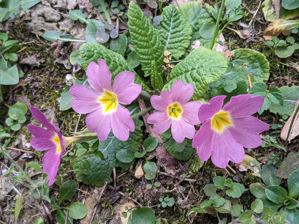 Primula vulgaris ssp rubra