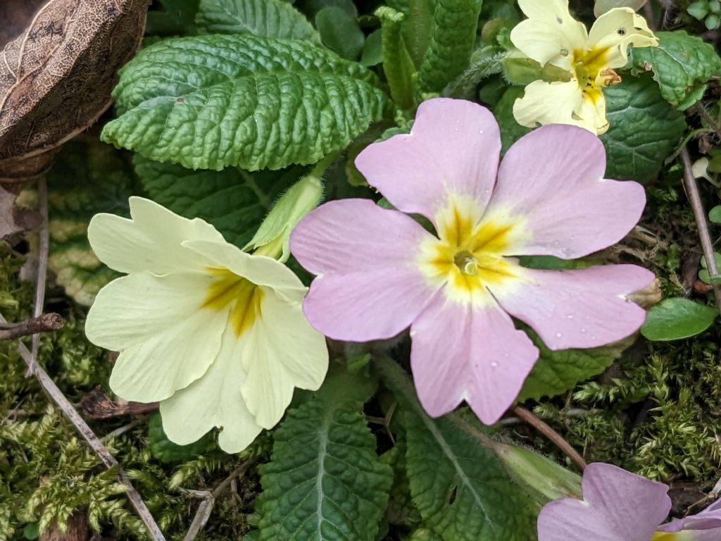Primula vulgaris ssp rubra