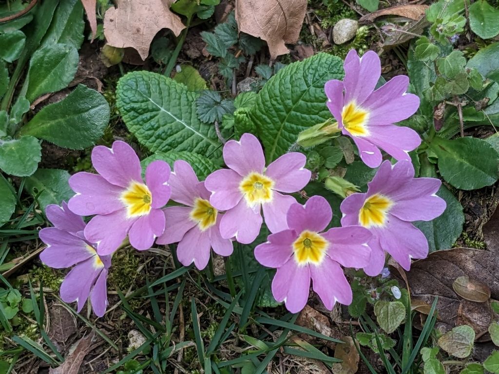 Primula vulgaris ssp rubra