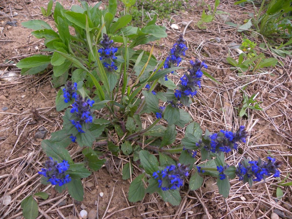 Ajuga genevensis o reptans