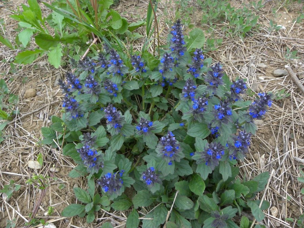 Ajuga genevensis o reptans