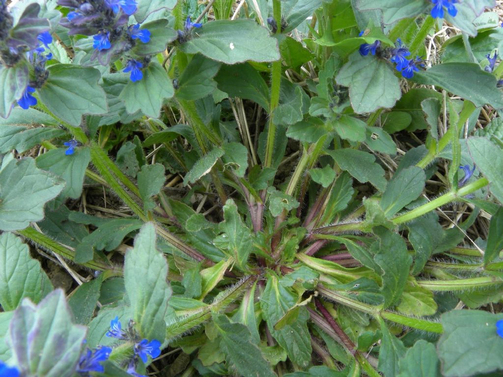 Ajuga genevensis o reptans