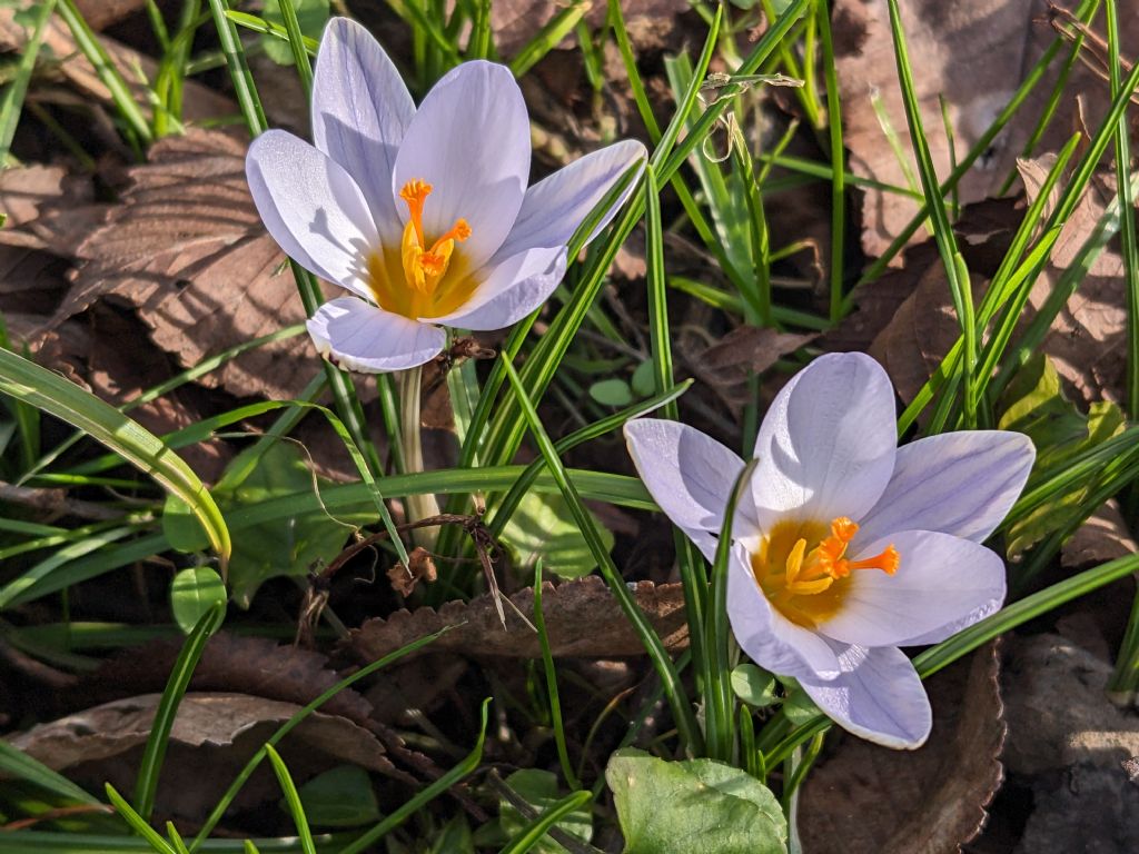 Lusus di Crocus biflorus?