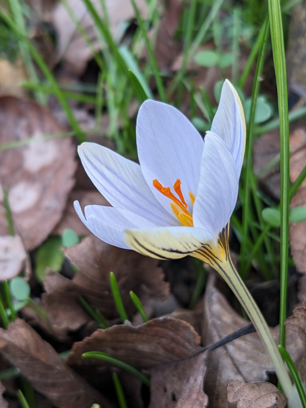 Lusus di Crocus biflorus?