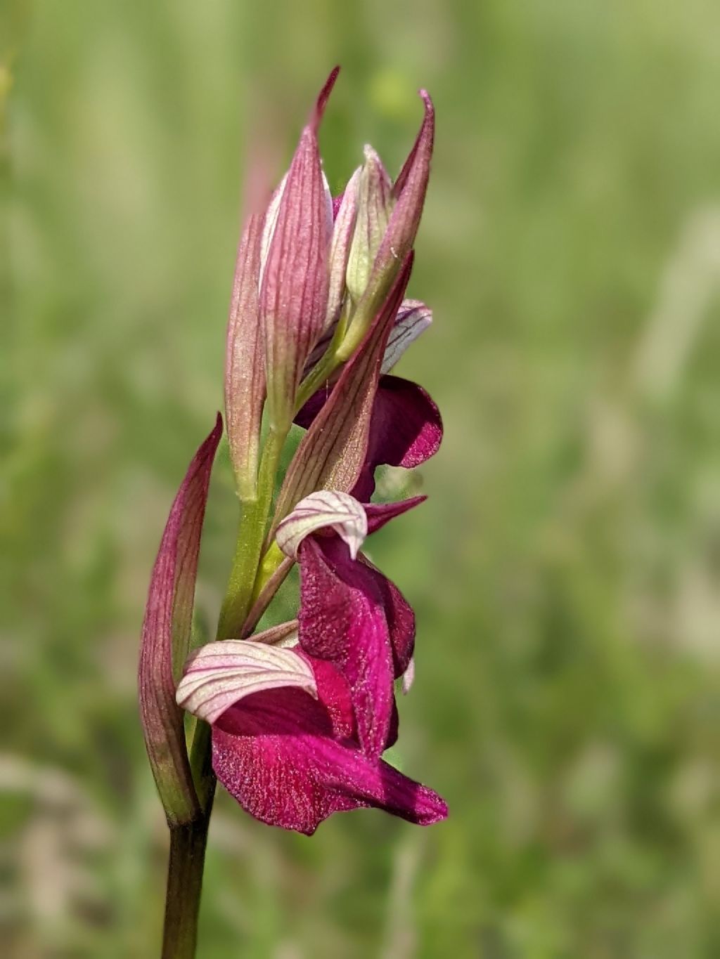 Serapicamptis garbariorum, per gentile concessione (Appennino Reggiano)