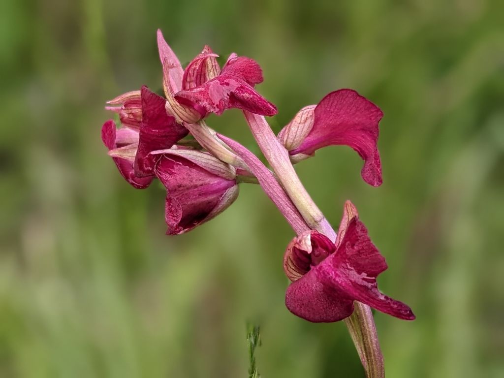 Serapicamptis garbariorum, per gentile concessione (Appennino Reggiano)