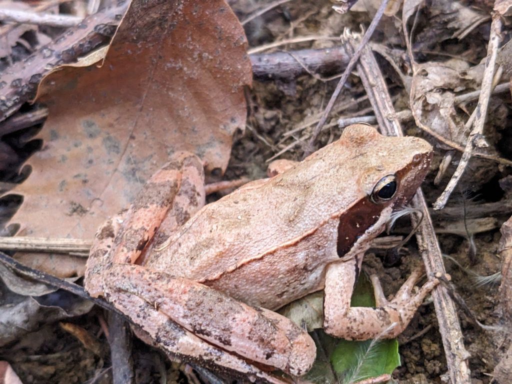 ID specie rane rosse - nord est italia - collina