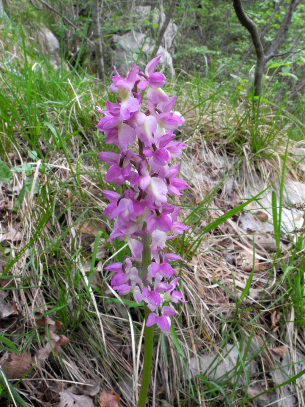 Orchis x Beyrichii e x Haussknechtii