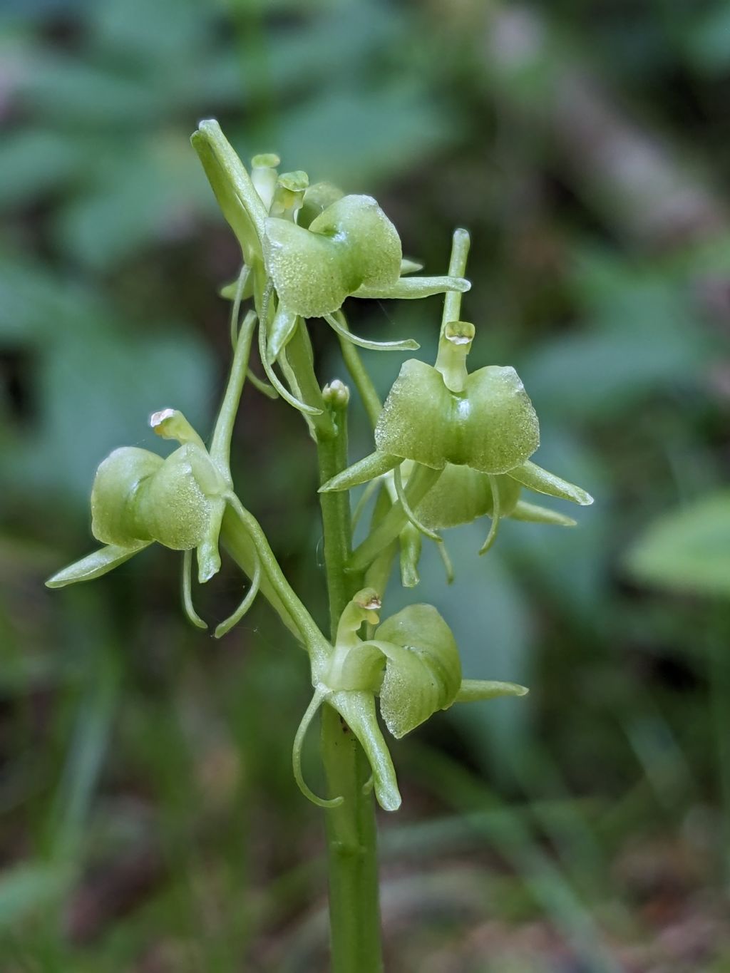 Buone Festivit� 2025/2026!