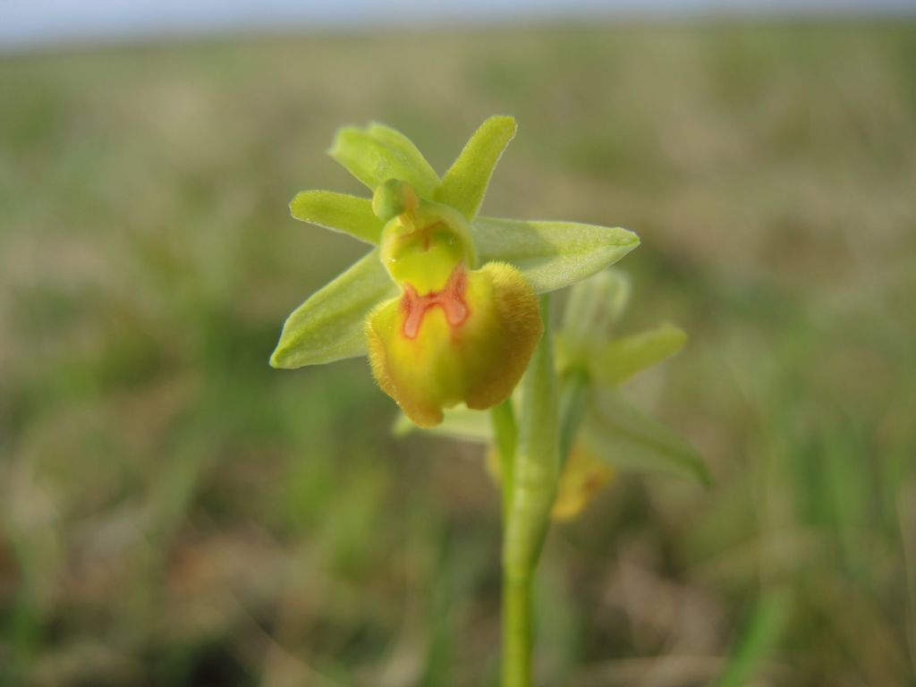 Lusus di Ophrys sphegodes (var. flavescens?)