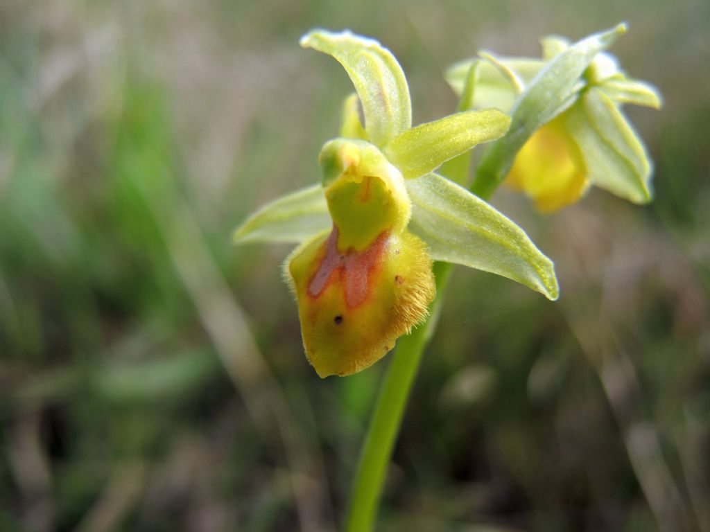 Lusus di Ophrys sphegodes (var. flavescens?)