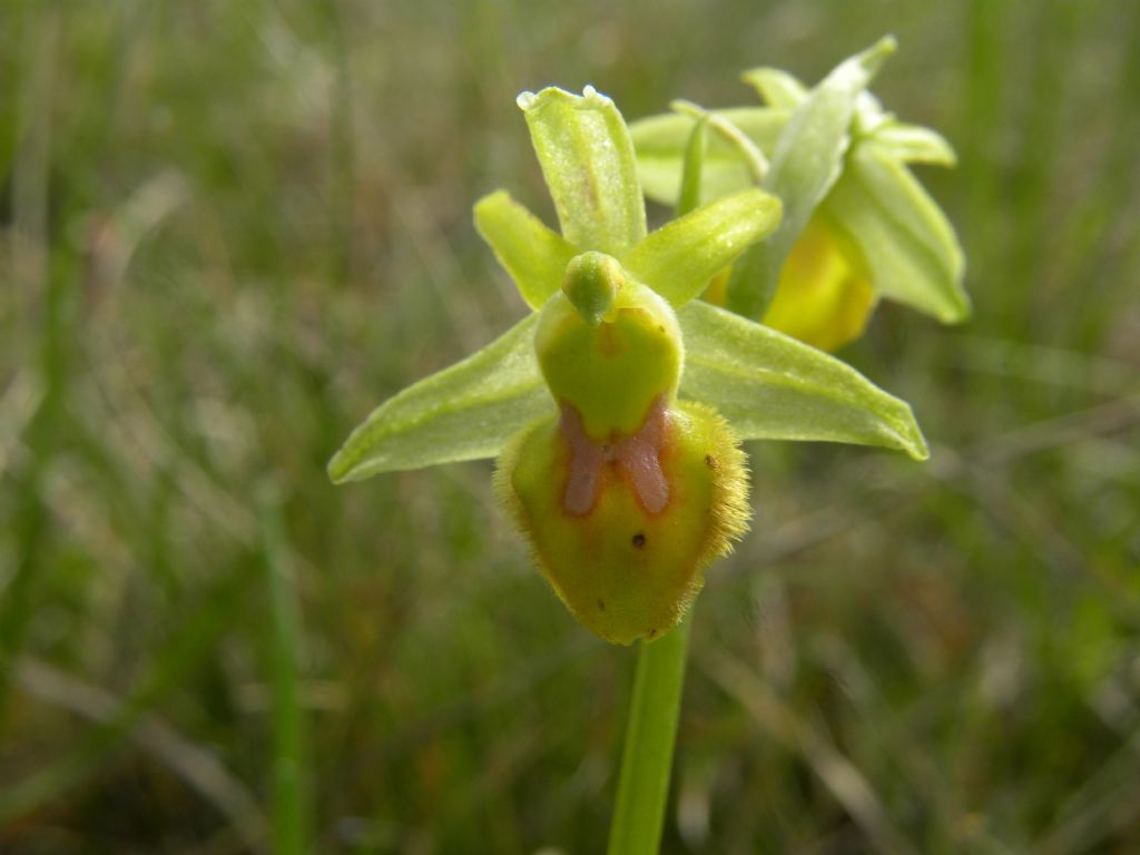 Lusus di Ophrys sphegodes (var. flavescens?)