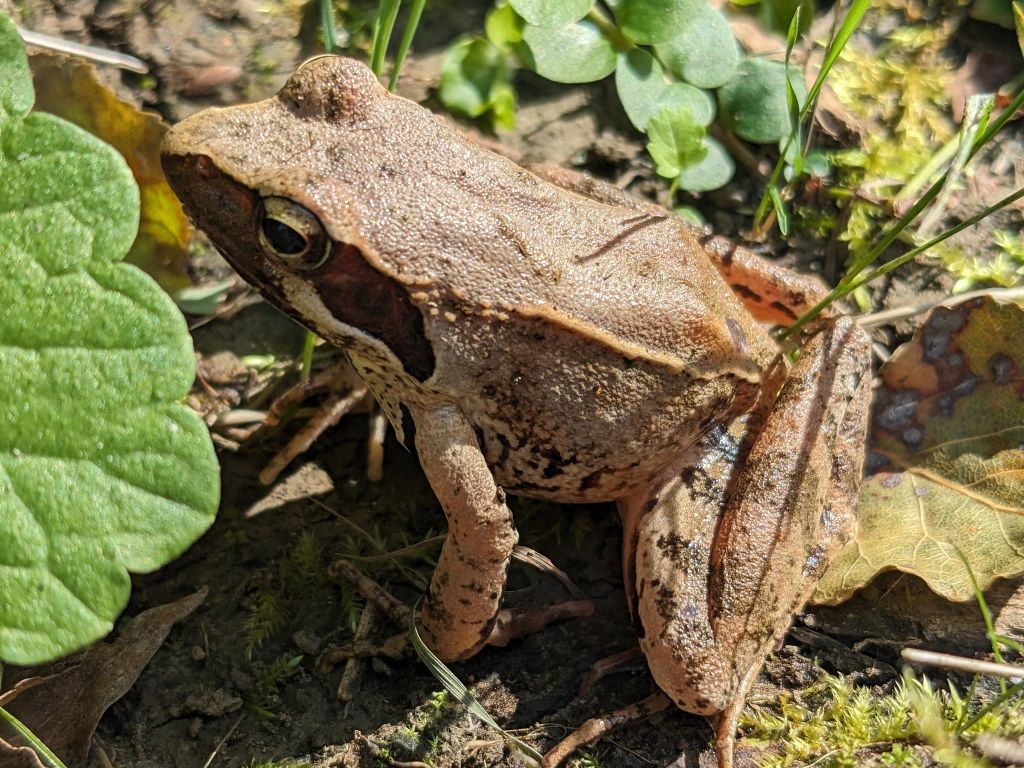 Dai...ditemi che e'' la rana di lataste
