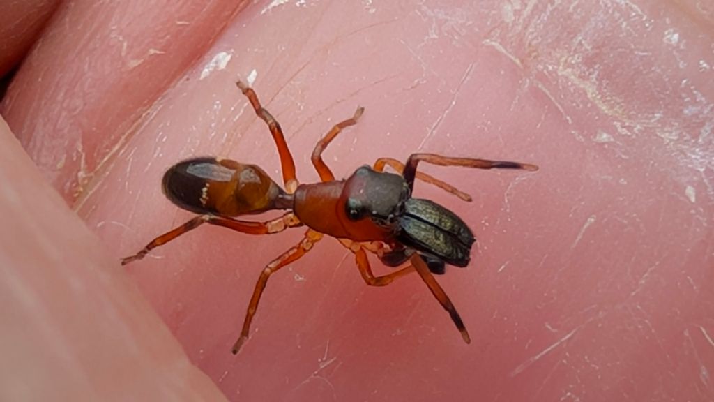 Myrmarachne formicaria.