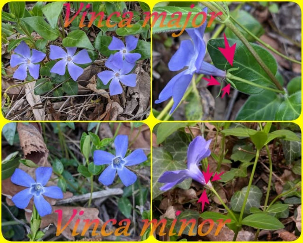 Vinca major o minor?