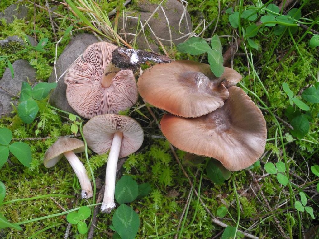 1916 Febbraio vecchio ritrovamento