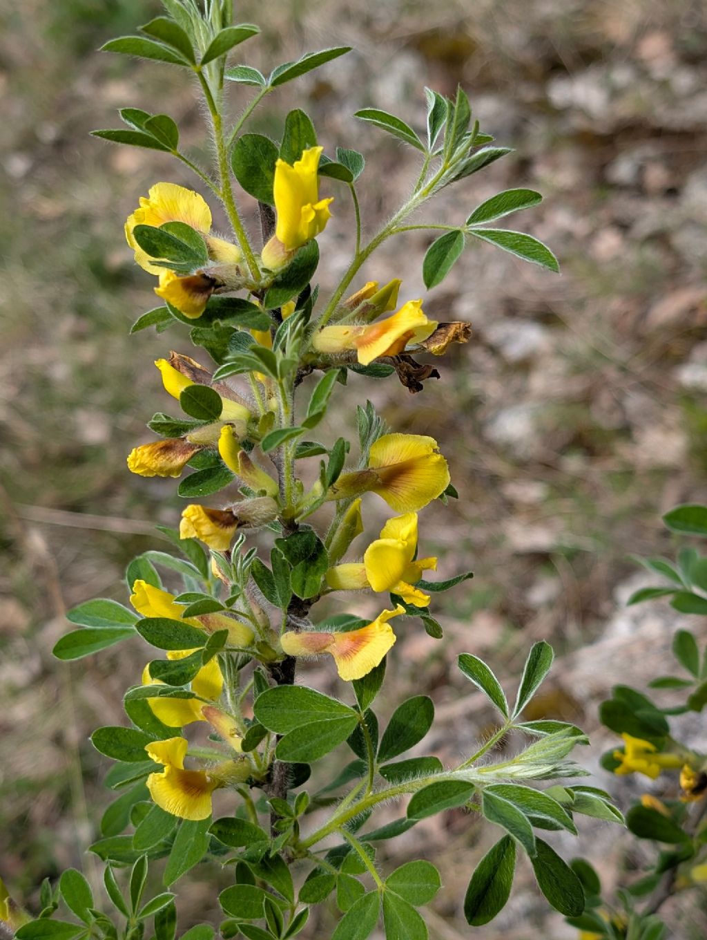 Possibile Chamaecytisus hirsutus?