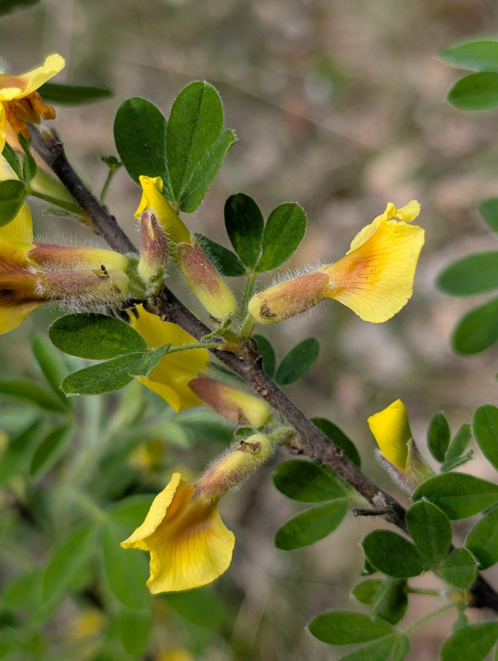 Possibile Chamaecytisus hirsutus?