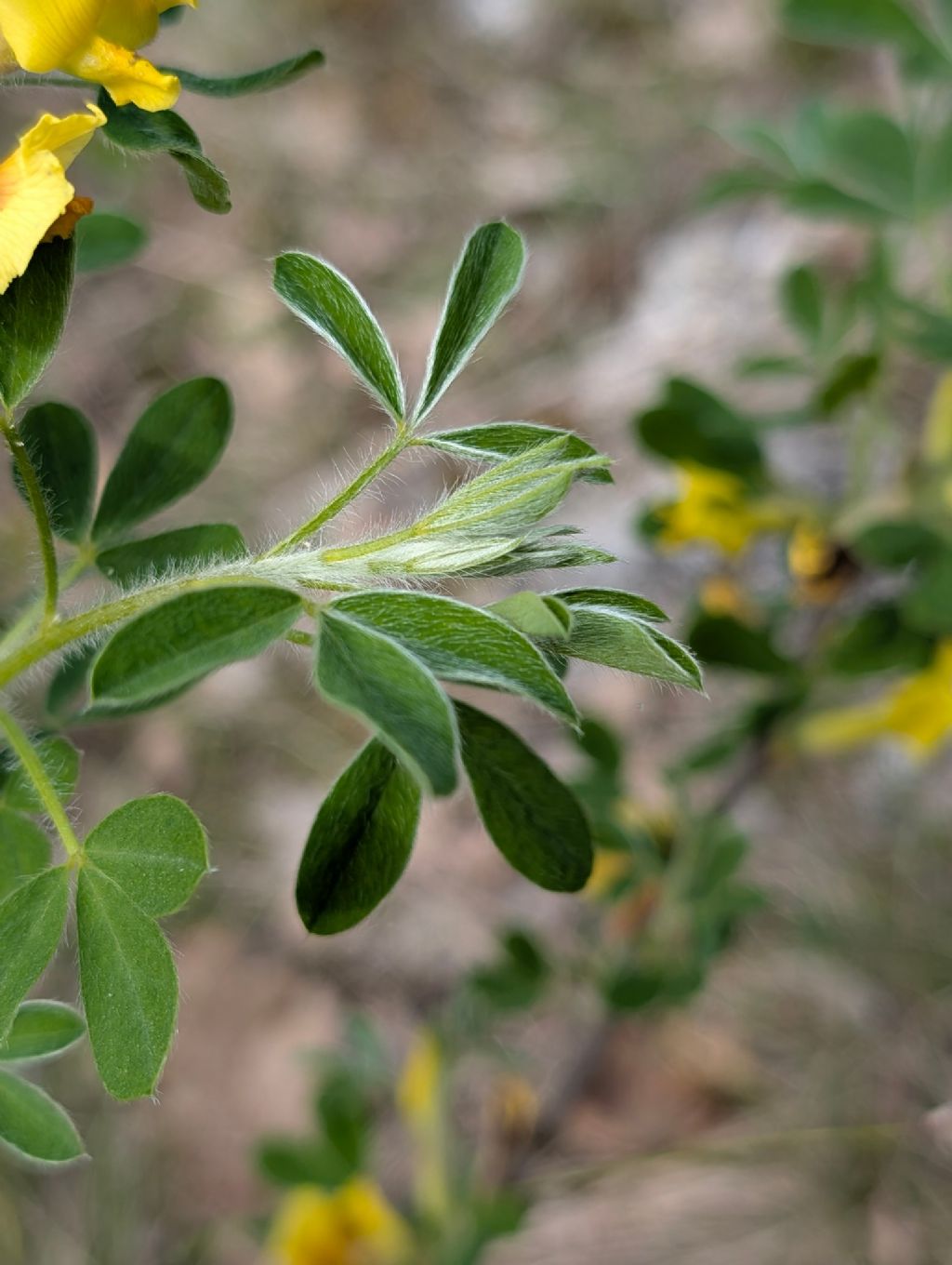 Possibile Chamaecytisus hirsutus?