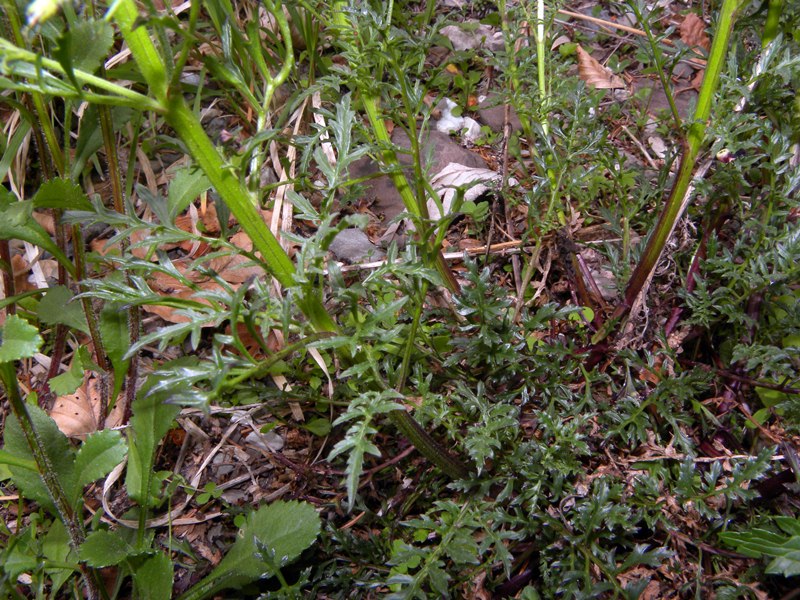 Scrophularia hoppii  / Scrofularia di Hoppe