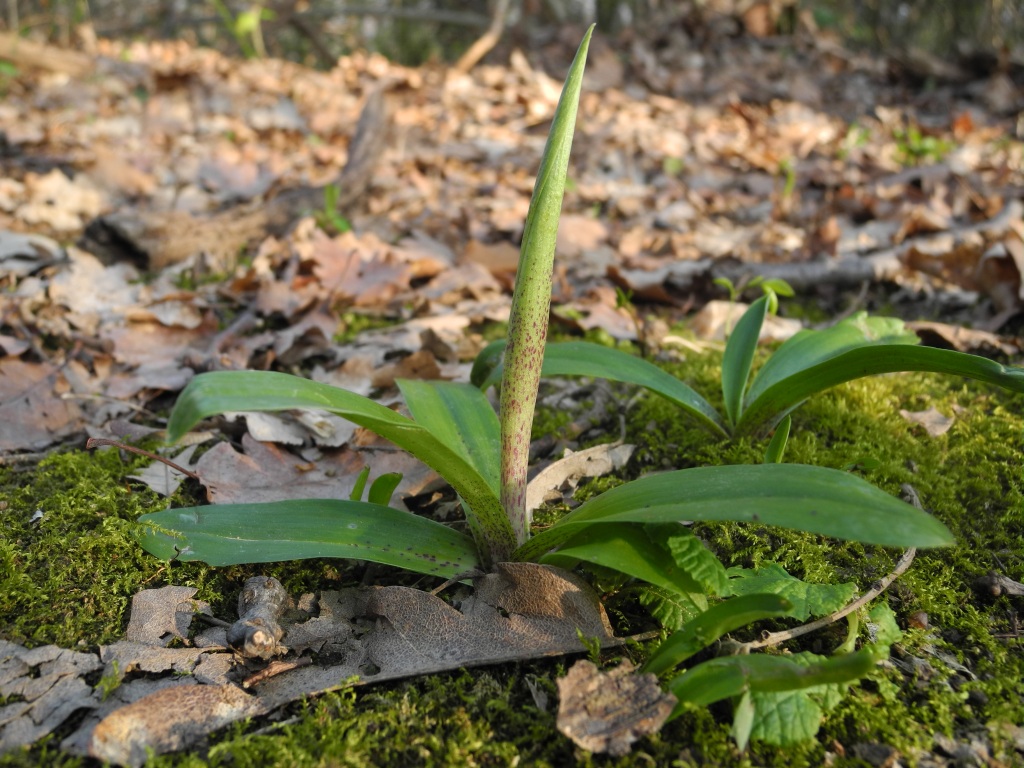 Ophrys sphegodes