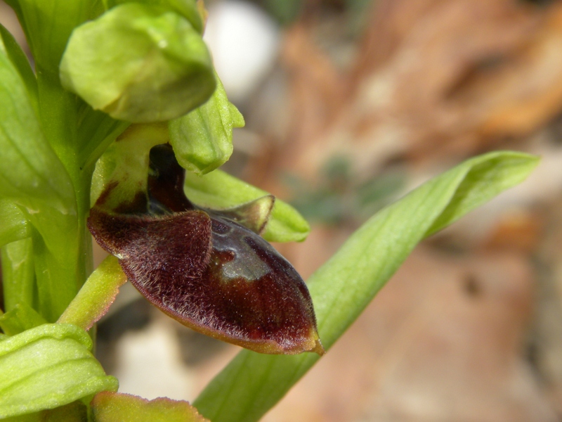 Ophrys sphegodes