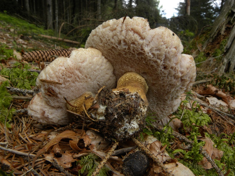 Porcino faggeta Monte Baldo