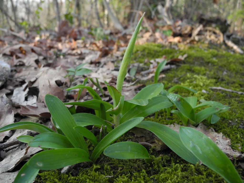 Ophrys sphegodes