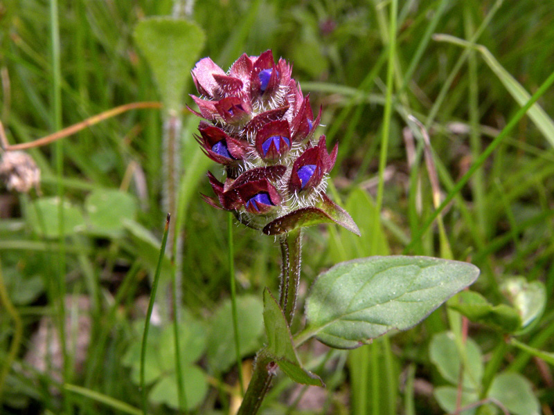 Piantina rifiorente nella mia collina - Prunella vulgaris