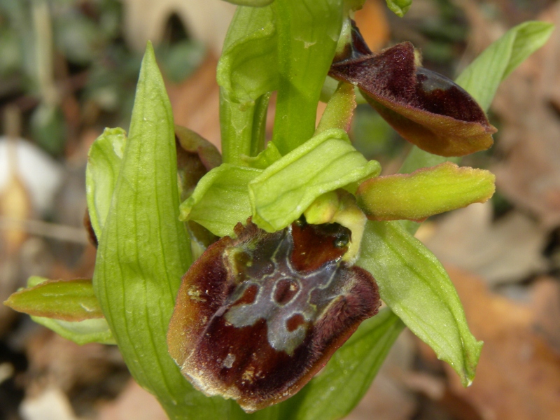 Ophrys sphegodes