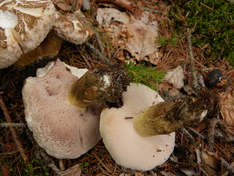 Porcino faggeta Monte Baldo