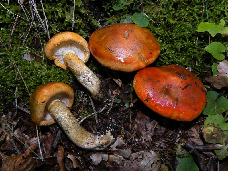 Arancione ma sporco